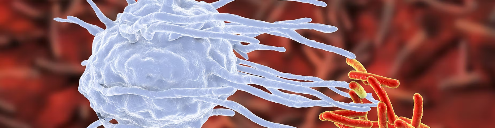BacPro: Decipher the role of late lytic genes activator, a key determinant of active lysogeny in Listeria monocytogenes