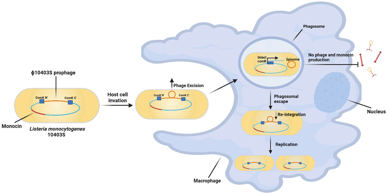 Silent Partners: How a Dormant Phage Helps Listeria Outsmart the Immune System